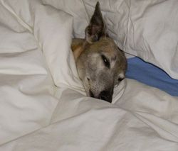 Photo for Dash snuggled up in bed.