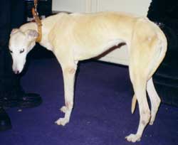 Photo for This is Delilah,a cream coloured greyhound