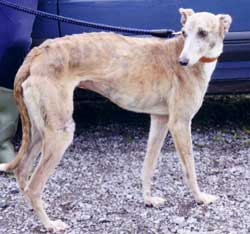 Photo for Di is a greyhound/whippet