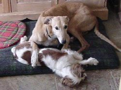 Photo for Eggi, pictured with two Cavalier Spaniels, he is a 6 year old ex racer who shares our home with 2 Shih Tzu bitches and 2 House rabbits