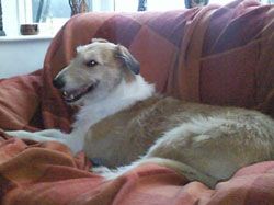 Photo for Humphrey relaxes on the sofa.