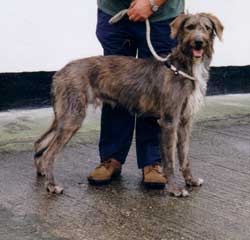 deerhound lurcher for sale