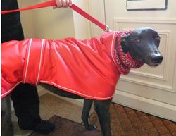 Photo for Beautiful greyhound Lyndy all ready for a walk. Sadly, Lyndy died of kidney failure on 6 June 2013. She spent the last five months of her life in a wonderful home where she knew she was wanted and loved very much.