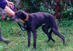 Photo for Marie is a deerhound/whippet/bedlington