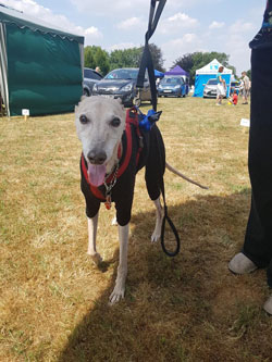 bedlington whippet rescue dogs