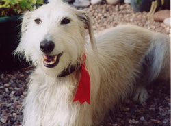 Photo for Odi with rosette was for winning Miss Lyme Regis prettiest bitch