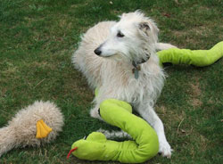 Photo for Odi with toys in the garden