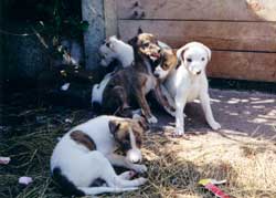 Photo for Here are some lovely little greyhound puppies