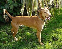 Photo for Ralph spent the first few years of his life living in a shed until he was rescued.  He now has a home where he is loved very much and lives with his owner and two other dogs.