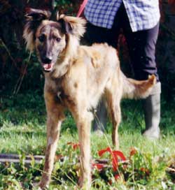 Photo for Sam is a saluki/whippet/collie