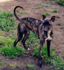 Photo for Snuffy is a staffi/whippet