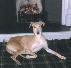 Photo for This is Suki by the fire