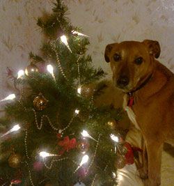 Photo for Teddy loves the Christmas tree.