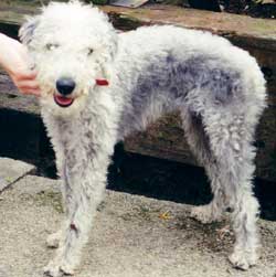 lurcher bedlington cross