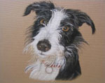 Pastel Pet Portraits