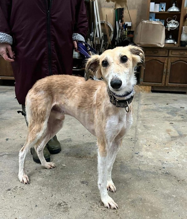 Sonny who is a Lurcher